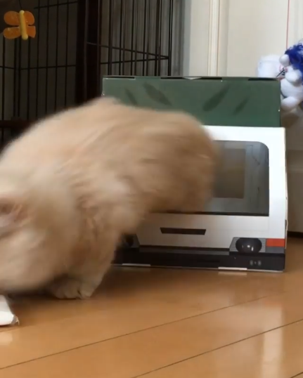 動物,犬,猫,しつけ,飼い方,育て方,病気,健康