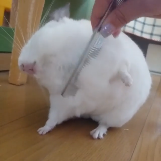 動物,犬,猫,しつけ,飼い方,育て方,病気,健康