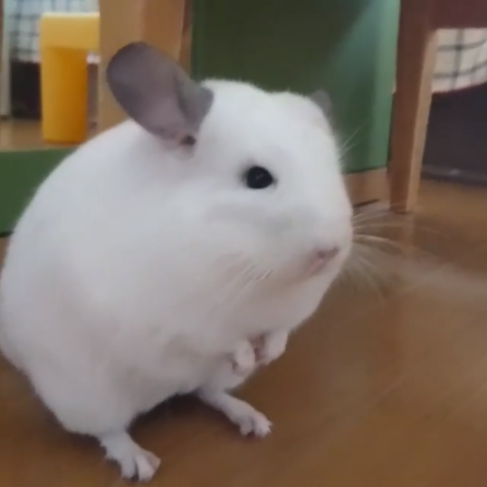 動物,犬,猫,しつけ,飼い方,育て方,病気,健康