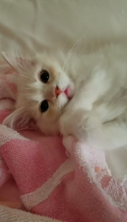 動物,犬,猫,しつけ,飼い方,育て方,病気,健康