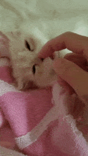 動物,犬,猫,しつけ,飼い方,育て方,病気,健康