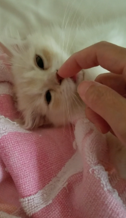 動物,犬,猫,しつけ,飼い方,育て方,病気,健康