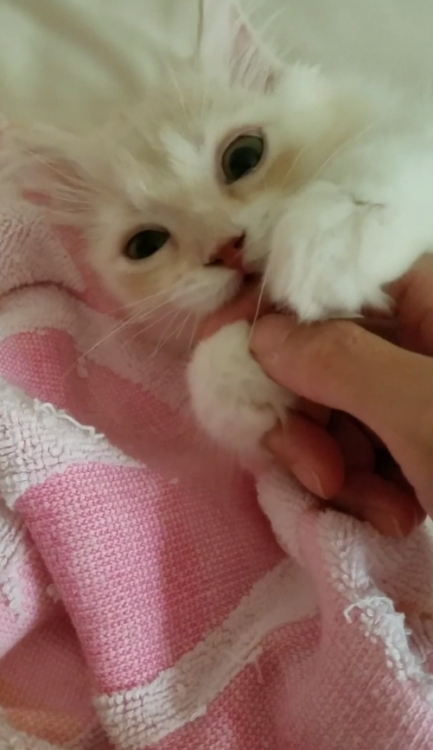 動物,犬,猫,しつけ,飼い方,育て方,病気,健康