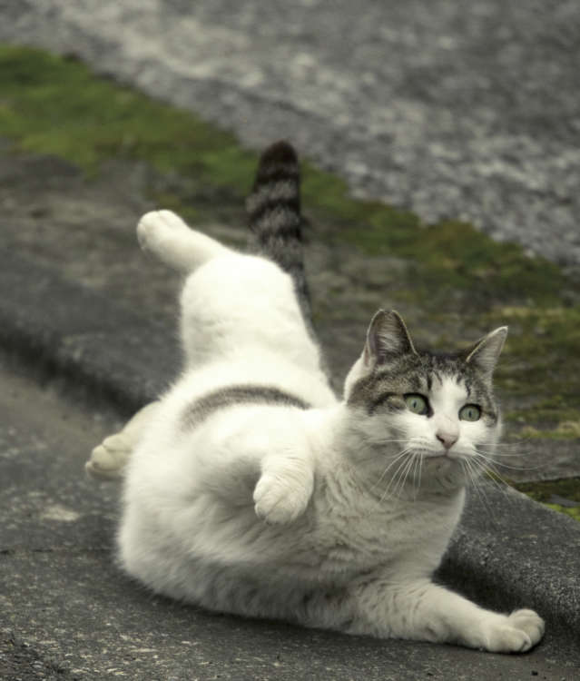 動物,犬,猫,しつけ,飼い方,育て方,病気,健康