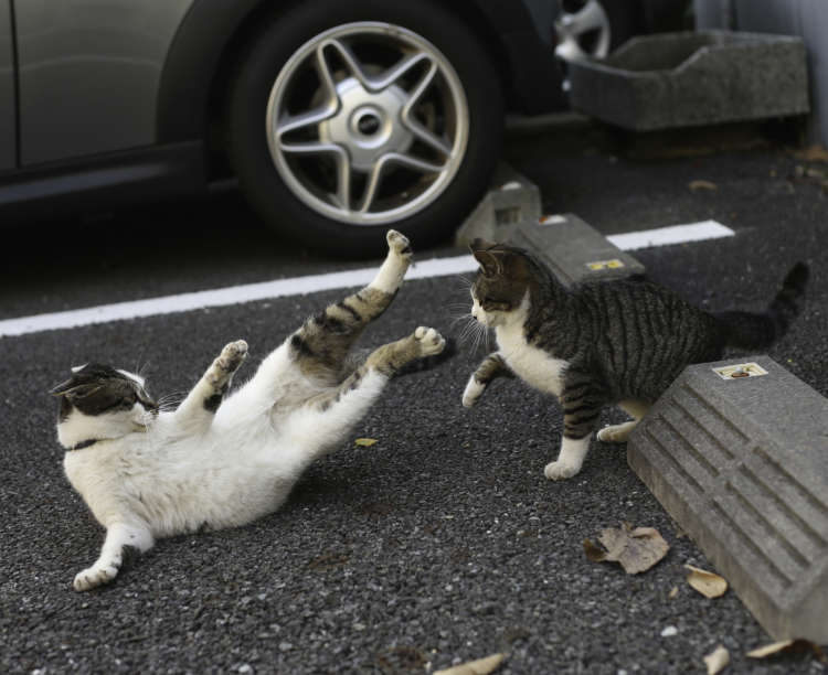 動物,犬,猫,しつけ,飼い方,育て方,病気,健康