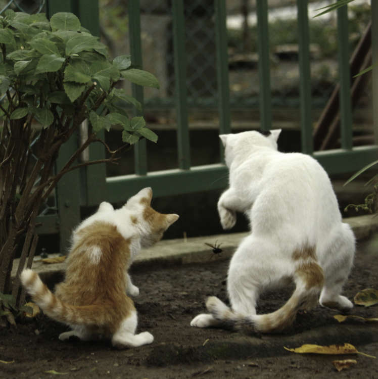 動物,犬,猫,しつけ,飼い方,育て方,病気,健康