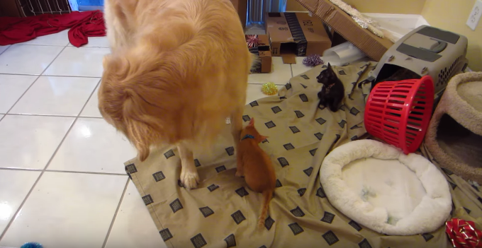 動物,犬,猫,しつけ,飼い方,育て方,病気,健康