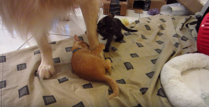 動物,犬,猫,しつけ,飼い方,育て方,病気,健康