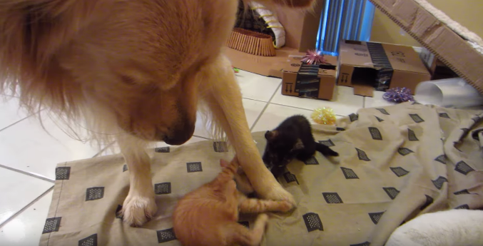 動物,犬,猫,しつけ,飼い方,育て方,病気,健康