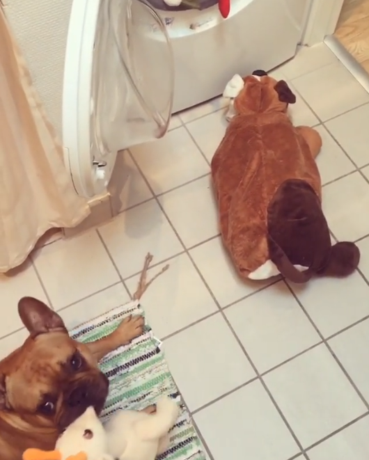 動物,犬,猫,しつけ,飼い方,育て方,病気,健康