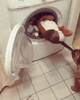 動物,犬,猫,しつけ,飼い方,育て方,病気,健康