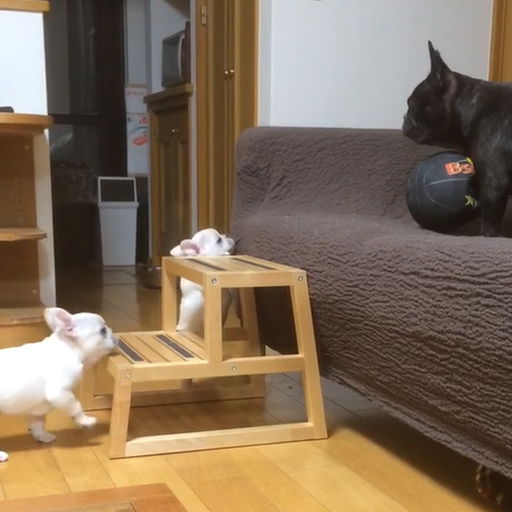動物,犬,猫,しつけ,飼い方,育て方,病気,健康