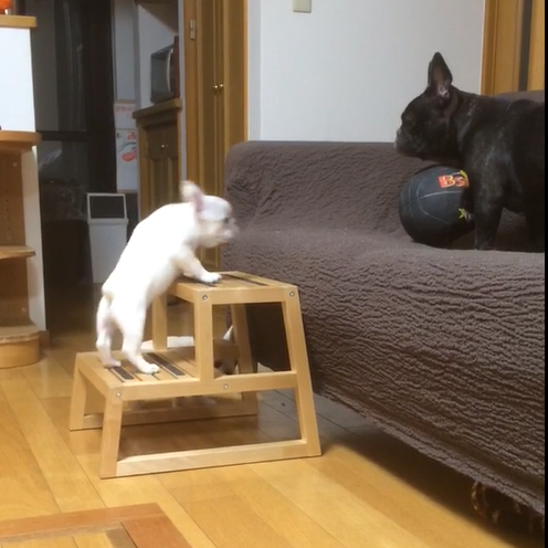 動物,犬,猫,しつけ,飼い方,育て方,病気,健康
