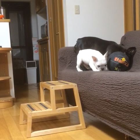 動物,犬,猫,しつけ,飼い方,育て方,病気,健康