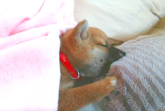 【寝ながらお食事?】食いしん坊な子犬くん。寝ながら「チュパチュパ」する姿が、かわいすぎた♡