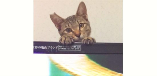 【かまってニャ♪】テレビに夢中の飼い主さんを振り向かせたい!→ニャンコのアピールが可愛すぎる♡