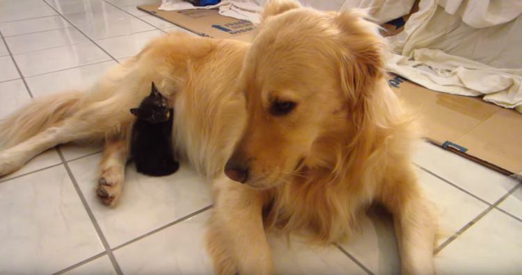 動物,犬,猫,しつけ,飼い方,育て方,病気,健康