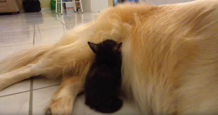 動物,犬,猫,しつけ,飼い方,育て方,病気,健康