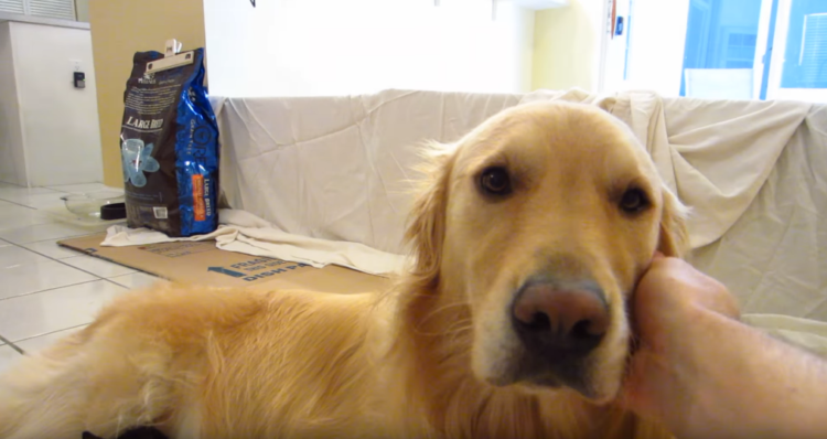 動物,犬,猫,しつけ,飼い方,育て方,病気,健康