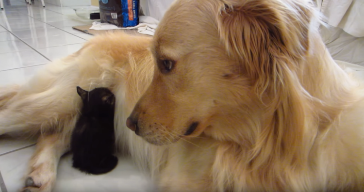 動物,犬,猫,しつけ,飼い方,育て方,病気,健康