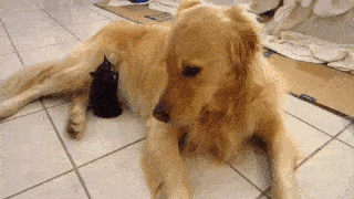 動物,犬,猫,しつけ,飼い方,育て方,病気,健康