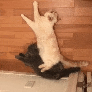 動物,犬,猫,しつけ,飼い方,育て方,病気,健康