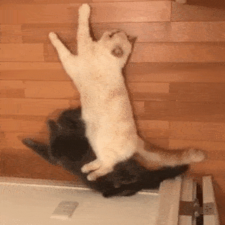 動物,犬,猫,しつけ,飼い方,育て方,病気,健康