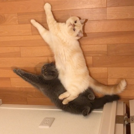 動物,犬,猫,しつけ,飼い方,育て方,病気,健康