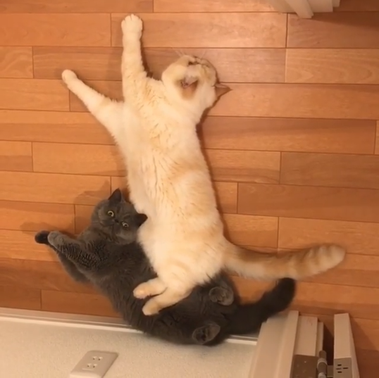 動物,犬,猫,しつけ,飼い方,育て方,病気,健康