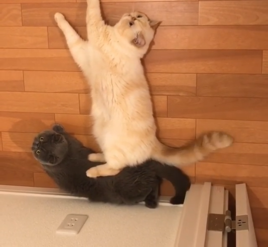 動物,犬,猫,しつけ,飼い方,育て方,病気,健康
