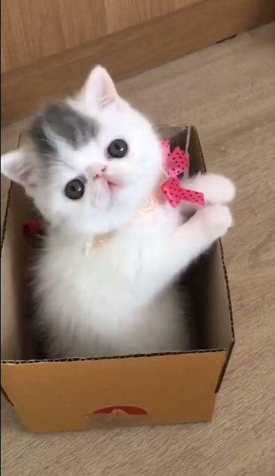 動物,犬,猫,しつけ,飼い方,育て方,病気,健康