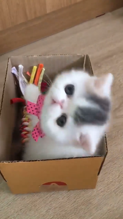 動物,犬,猫,しつけ,飼い方,育て方,病気,健康