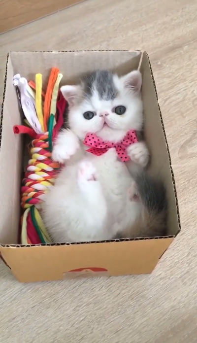 動物,犬,猫,しつけ,飼い方,育て方,病気,健康