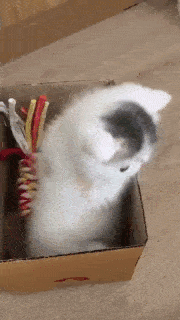 動物,犬,猫,しつけ,飼い方,育て方,病気,健康