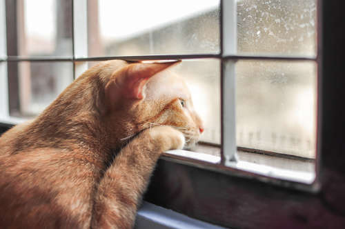 動物,犬,猫,しつけ,飼い方,育て方,病気,健康