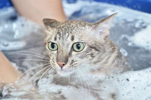 動物,犬,猫,しつけ,飼い方,育て方,病気,健康