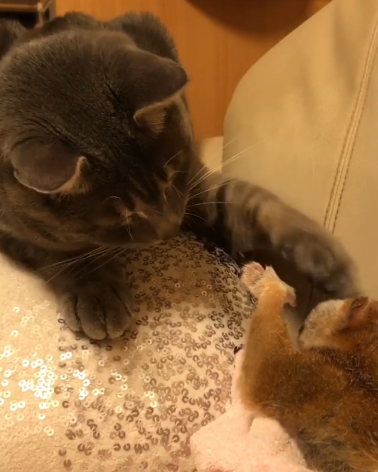 動物,犬,猫,しつけ,飼い方,育て方,病気,健康