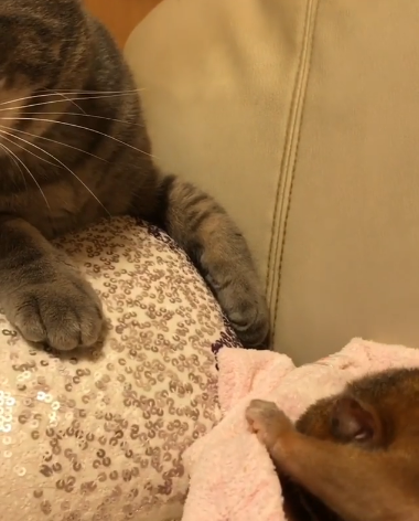 動物,犬,猫,しつけ,飼い方,育て方,病気,健康