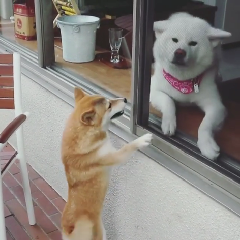動物,犬,猫,しつけ,飼い方,育て方,病気,健康