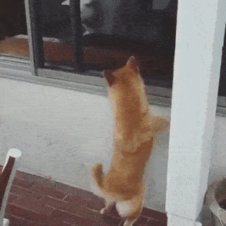 動物,犬,猫,しつけ,飼い方,育て方,病気,健康