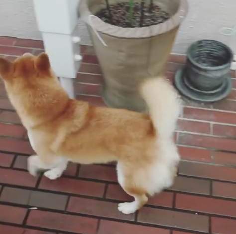 動物,犬,猫,しつけ,飼い方,育て方,病気,健康