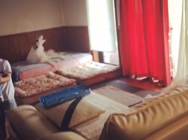 動物,犬,猫,しつけ,飼い方,育て方,病気,健康