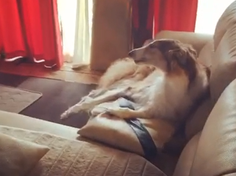 動物,犬,猫,しつけ,飼い方,育て方,病気,健康