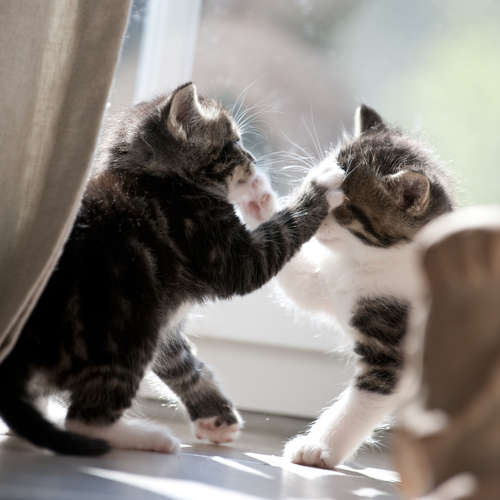 動物,犬,猫,しつけ,飼い方,育て方,病気,健康