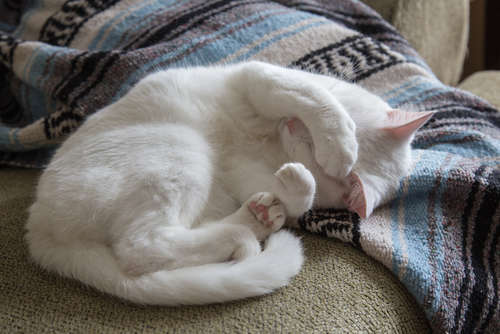 動物,犬,猫,しつけ,飼い方,育て方,病気,健康