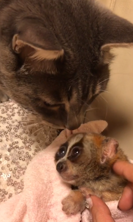 動物,犬,猫,しつけ,飼い方,育て方,病気,健康