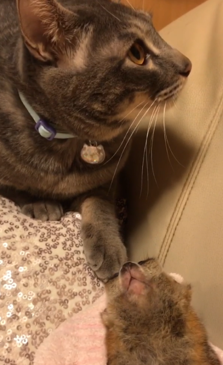 動物,犬,猫,しつけ,飼い方,育て方,病気,健康