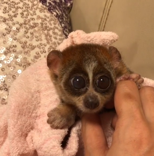 動物,犬,猫,しつけ,飼い方,育て方,病気,健康