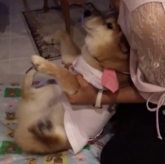動物,犬,猫,しつけ,飼い方,育て方,病気,健康