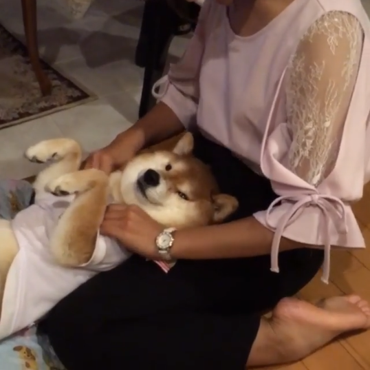 動物,犬,猫,しつけ,飼い方,育て方,病気,健康
